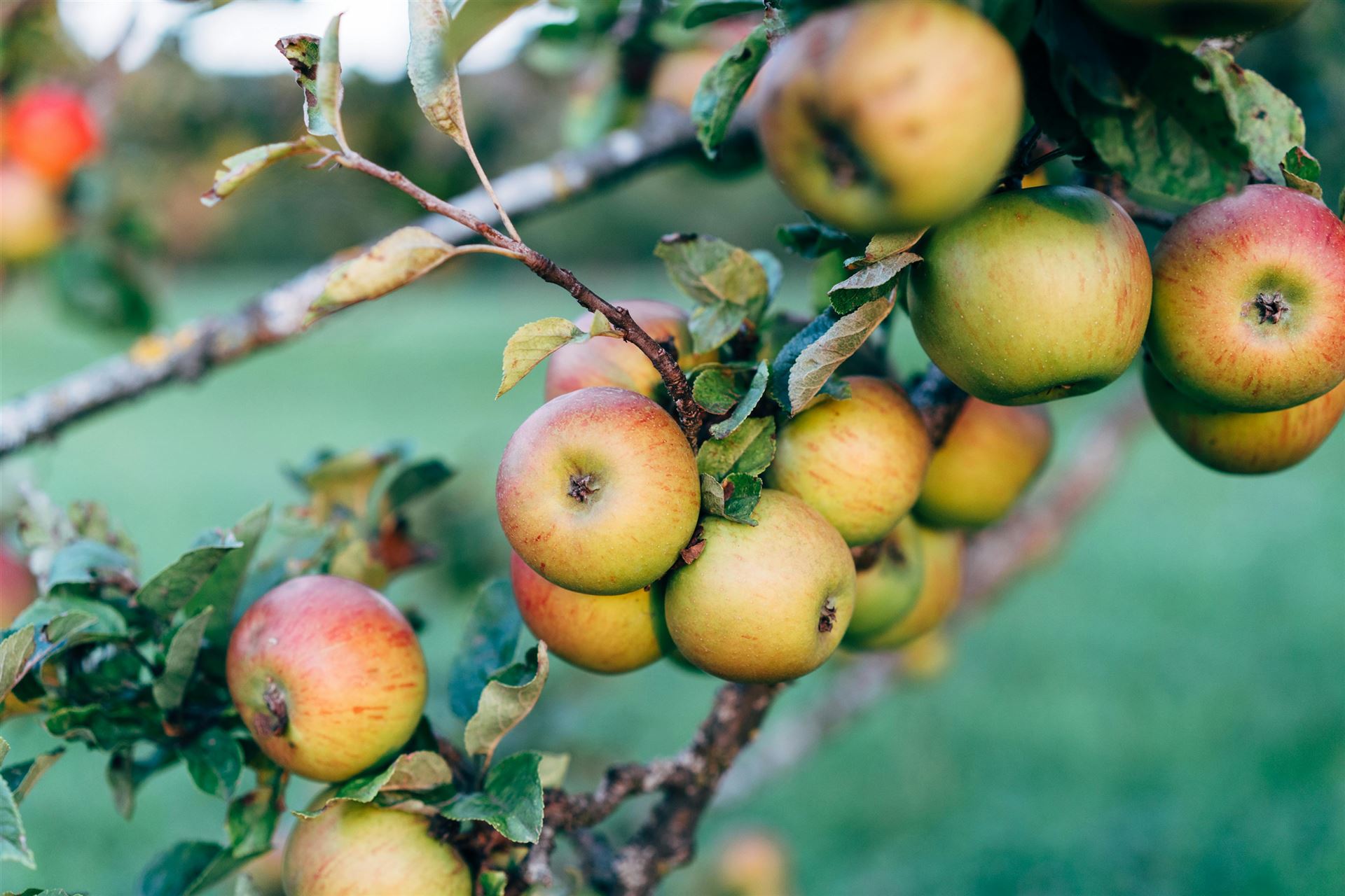 Kostenloses Stock Foto zu anzeige des apfelreichtums, apfel, apfel pflücken