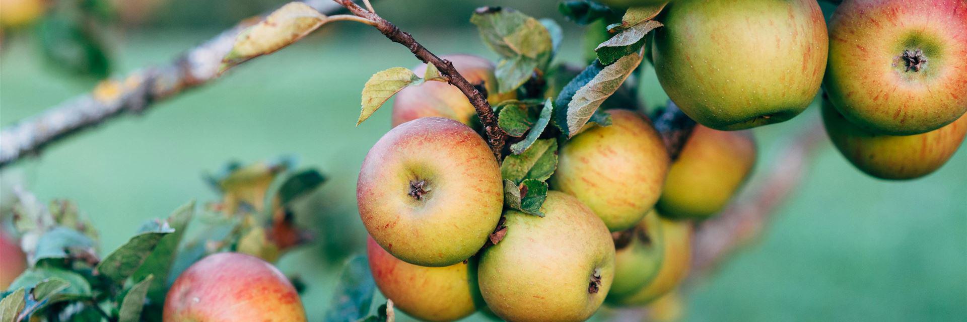 Kostenloses Stock Foto zu anzeige des apfelreichtums, apfel, apfel pflücken